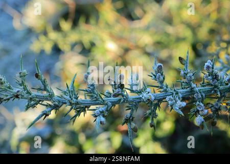 Une seule tige givrée de feuilles de gorse épineuses et de nouveaux bourgeons. Gros plan sur l'hiver. Banque D'Images