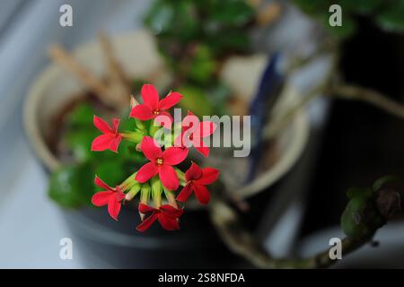 Gros plan des délicates fleurs rouges Kalanchoe blossfeldiana sur une seule tige. Plante d'intérieur, plante en pot, fond flou. Pétales rouges. Banque D'Images