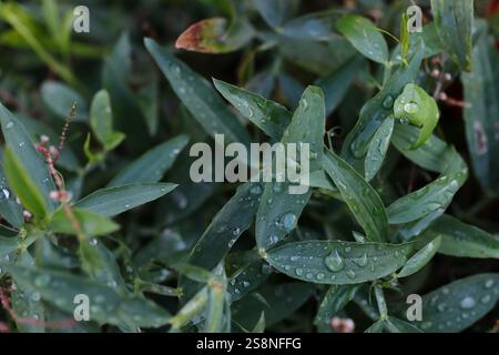 Gros plan des gouttes de pluie sur les longues et étroites feuilles vertes d'une plante de jardin. Banque D'Images