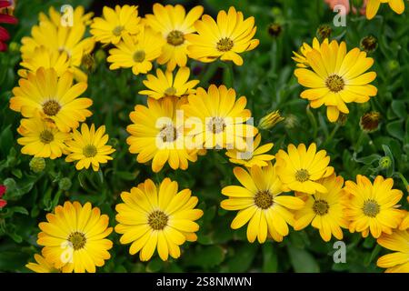 Osteospermum avec des fleurs orange vif s'ouvrent dans le soleil d'été Banque D'Images