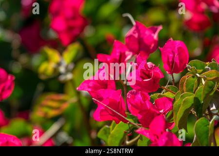 Close up de fleurs de bougainvilliers Banque D'Images