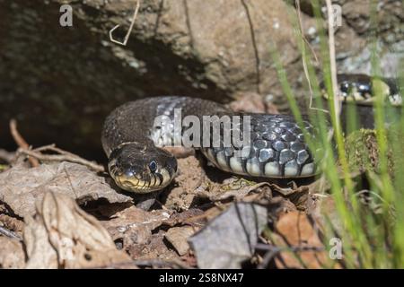 Serpent d'herbe (Natrix Natrix) se réchauffe dans le soleil de printemps Banque D'Images