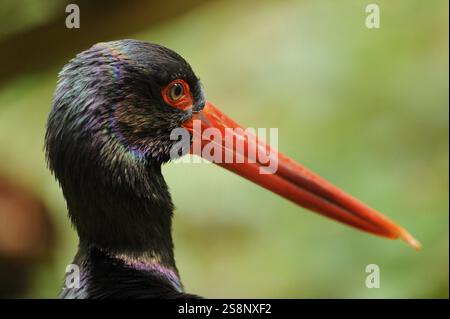 Gros plan d'une cigogne noire avec bec rouge et plumes colorées dans un environnement naturel, cigogne noire (Ciconia nigra), Bavière Banque D'Images
