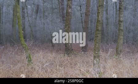 Vue de graminées gelées et de bouleaux dans la forêt, photo de paysage, photo de nature, flore, faune, format paysage, arbres, herbes, zone forestière, hiver, Banque D'Images