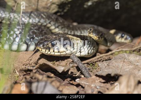 Gros plan d'un serpent d'herbe (Natrix Natrix) se réchauffant sous le soleil de printemps Banque D'Images
