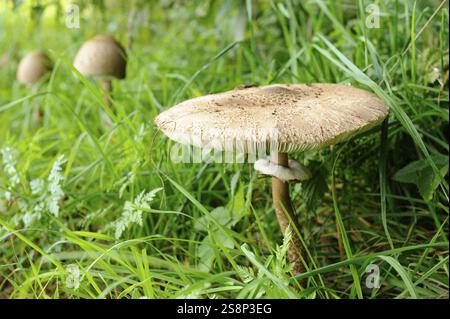 Un champignon pousse au milieu de la prairie verte et de l'herbe, entouré d'une atmosphère de forêt naturelle, Parasol (Macrolepiota procera), Bavière Banque D'Images
