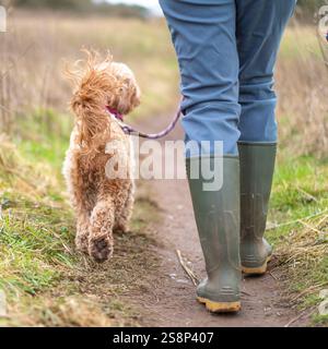 Vue arrière gros plan d'une femme isolée (pov bas) portant des bottes en caoutchouc vertes, promenant son chien coquelicot mignon sur une piste de campagne britannique en hiver. Banque D'Images
