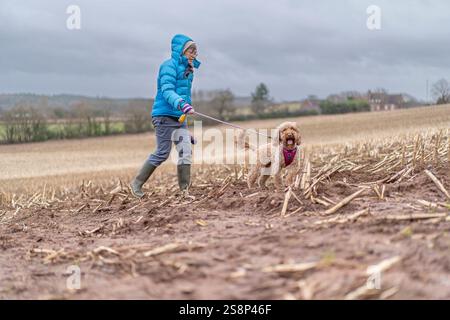 Femme portant des bottes en caoutchouc, promenant son chien à travers un champ de chaume d'une campagne britannique dans des conditions venteuses et hivernales. Banque D'Images