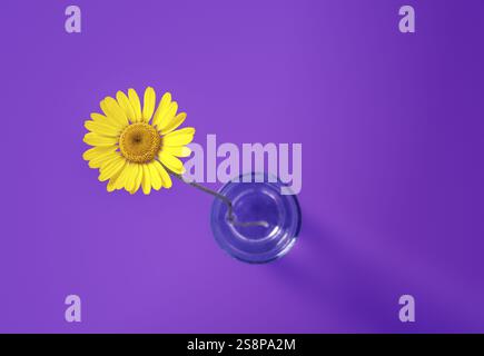 L'image d'une belle fleur jaune sur fond violet Banque D'Images