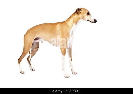 Une image d'un beau chien whippet sur fond blanc Banque D'Images
