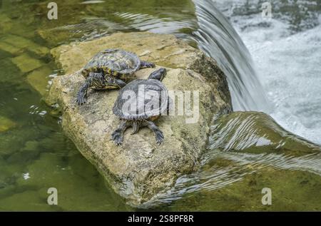 Tortues, étang dans Hong Kong Park, Cotton Street, Central, Hong Kong, République populaire de Chine, Asie Banque D'Images