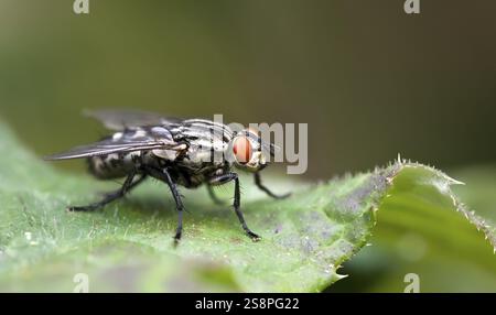 Une image d'une belle macro de mouche Banque D'Images