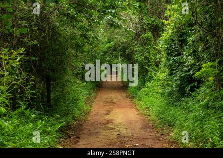 Goiania, Goias, Brésil – Janeiro 19, 2025 : un sentier au milieu d'une forêt très boisée avec un sol en terre battue. Banque D'Images