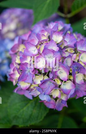 Hydrangea 'Blackcurrant Muffin' un arbuste robuste avec de grandes têtes de fleurs violettes Banque D'Images
