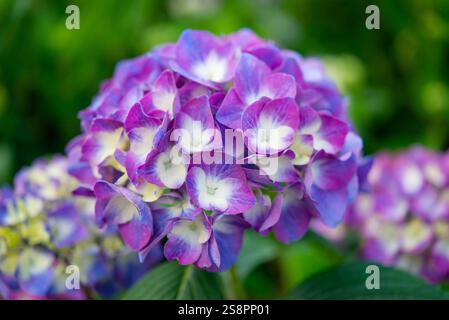 Hydrangea 'Blackcurrant Muffin' un arbuste robuste avec de grandes têtes de fleurs violettes Banque D'Images