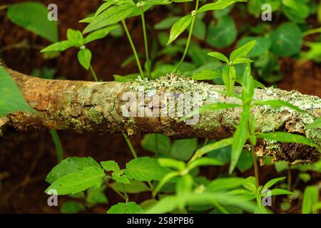 Goiania, Goias, Brésil – Janeiro 19, 2025 : branche tachée de mousse et de lichen, couchée sur le sol au milieu de la forêt. Banque D'Images