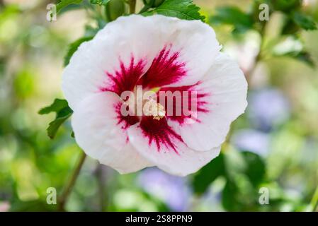 Hibiscus 'Lunar Flare'. Une plante arbuste avec de grandes fleurs blanches et rouges en été. Banque D'Images