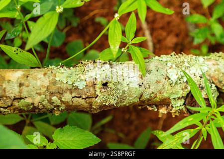 Goiania, Goias, Brésil – Janeiro 19, 2025 : branche tachée de mousse et de lichen, couchée sur le sol au milieu de la forêt. Banque D'Images