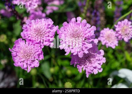 Scabiosa 'Kudo Pink' une variété vivace de Scabious avec des fleurs de lilas pâle tout au long de l'été. Banque D'Images