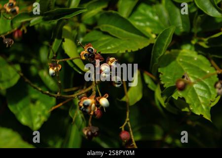 Goiania, Goias, Brésil – Janeiro 19, 2025 : détail des fruits du blanc Camboatá - Matayba guianensis, très commun dans le Goiano cerrado. Banque D'Images