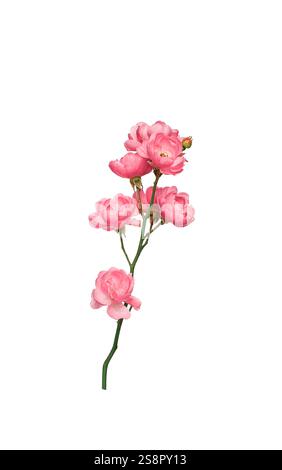 Rose fleurs roses tige gros plan découpe isolée Banque D'Images
