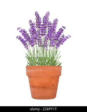 Fleurs de lavande en pot en terre cuite isolé découpe Banque D'Images