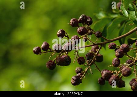 Goiania, Goias, Brésil – Janeiro 19, 2025 : détail des fruits du blanc Camboatá - Matayba guianensis, très commun dans le Goiano cerrado. Banque D'Images