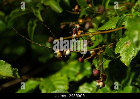 Goiania, Goias, Brésil – Janeiro 19, 2025 : détail des fruits du blanc Camboatá - Matayba guianensis, très commun dans le Goiano cerrado. Banque D'Images