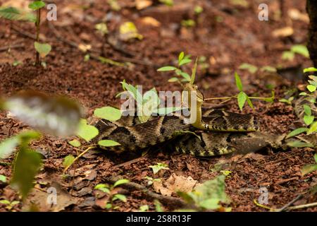 Goiania, Goias, Brésil – Janeiro 19, 2025 : un serpent enroulé sur le sol, camouflé, la tête levée, prêt à frapper. jararaca caiçaca. Banque D'Images