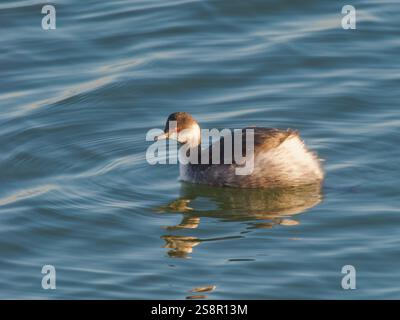 Goulot noir Grebe Podiceps nigricollis Abberton Reservoir, Essex, UK BI044472 Banque D'Images