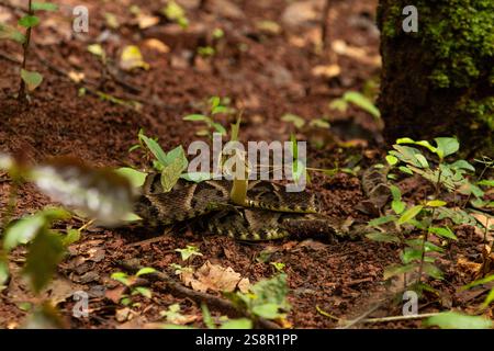 Goiania, Goias, Brésil – Janeiro 19, 2025 : un serpent enroulé sur le sol, camouflé, la tête levée, prêt à frapper. jararaca caiçaca. Banque D'Images