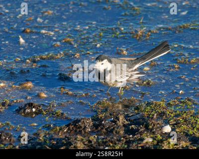 Pied Wagtail alimentant Motacilla alba Abberton Reservoir, Essex, UK BI044618 Banque D'Images