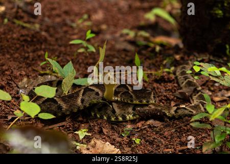 Goiania, Goias, Brésil – Janeiro 19, 2025 : un serpent enroulé sur le sol, camouflé, la tête levée, prêt à frapper. jararaca caiçaca. Banque D'Images