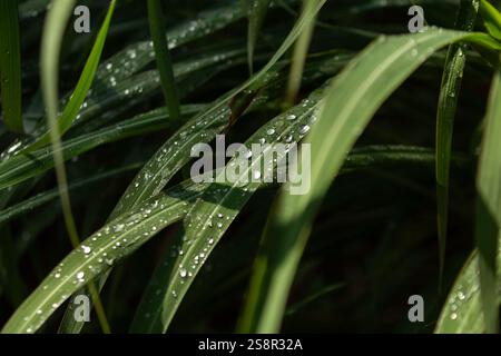 Goiania, Goias, Brésil – Janeiro 19, 2025 : quelques brins d'herbe mouillés par des gouttes de pluie. Banque D'Images