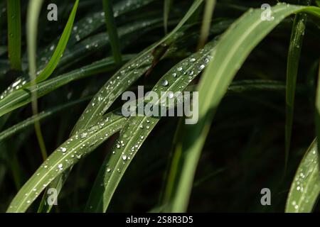 Goiania, Goias, Brésil – Janeiro 19, 2025 : quelques brins d'herbe mouillés par des gouttes de pluie. Banque D'Images