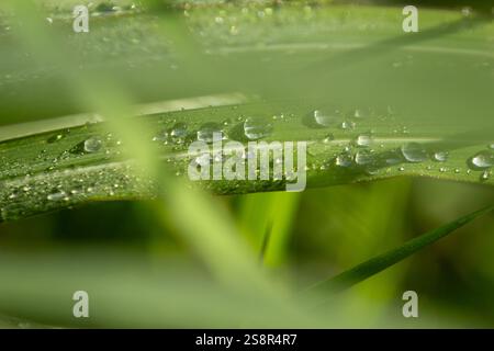 Goiania, Goias, Brésil – Janeiro 19, 2025 : quelques brins d'herbe mouillés par des gouttes de pluie, avec une focalisation limitée. Banque D'Images