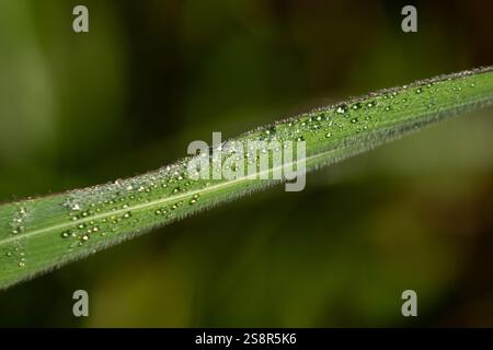 Goiania, Goias, Brésil – Janeiro 19, 2025 : détail d'un brin d'herbe humide avec des gouttes de pluie. Banque D'Images
