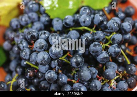 Grappe de raisins bleus avec des gouttelettes, à côté d'une feuille verte Banque D'Images