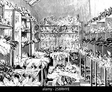 Illustration des plumes d'autruche prêt pour l'emballage et expédition sur une ferme d'autruches près de Grahamstown, Afrique du Sud. En date du 19e siècle Banque D'Images