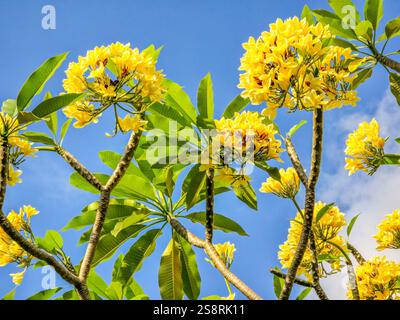 Arbre Frangipani avec des fleurs jaunes Banque D'Images