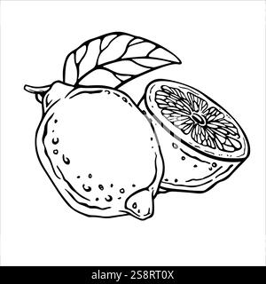 Citron. Composition graphique en encre noire et blanche avec fruits entiers et moitié. Illustration vectorielle dessinée à la main d'agrumes. Citron vert dans un style linéaire. Illustration de Vecteur