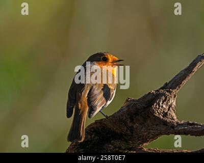Européen robin Erithacus rubecula mâle chantant perché sur une branche morte dans une forêt près de Bransgore, Hampshire, Angleterre, Royaume-Uni, janvier 2021 Banque D'Images