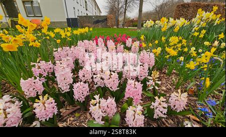 Jacinthes roses fleurissant dans le jardin au printemps. Banque D'Images