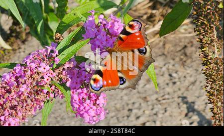 Le papillon européen Peacock (Aglais io, Inachis io) se nourrit de buddleia Banque D'Images