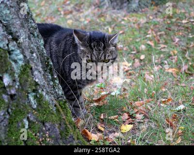 tom rayé gris avec des yeux jaune-vert regarde directement dans l'appareil photo. Son comportement décontracté en fait un motif populaire pour les amoureux des chats. Banque D'Images