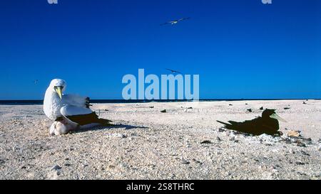 Nichant à Flinder'as Cay, mer de Corail (Australie), le butin masqué (Sula dactylatra) et le butin borné (Sula leucogaster). Banque D'Images