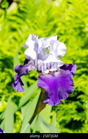Violet et blanc Grande fleur d'Iris germanica barbu contre les fougères Banque D'Images