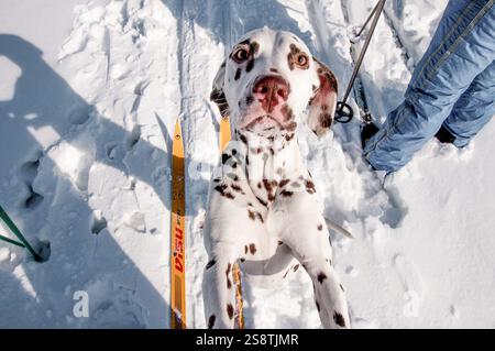 Chien dalmatien mignon marchant en dehors de l'hiver avec le propriétaire skieur Banque D'Images