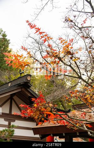 Japon à l'automne avec des couleurs vives. Photo de haute qualité Banque D'Images