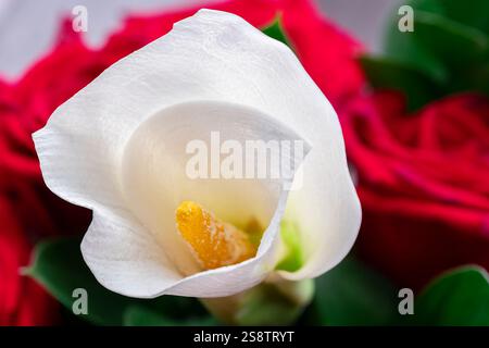 Calla Lily et roses rouges Banque D'Images